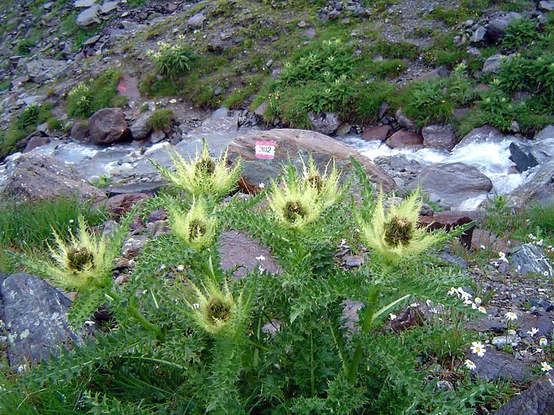 Hinter Getschnerscharte, Weg 302